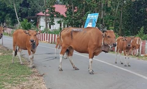 Resahnya Pengendara Akibat Sapi Berkeliaran, Desa di Muna Barat Diduga Lamban Terapkan Perdes Penertiban Hewan Ternak