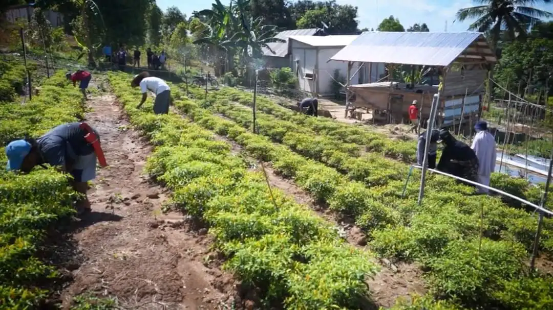 Sarung Si Dingtan, Upaya Peningkatan Produksi Pertanian di Sulawesi Tenggara