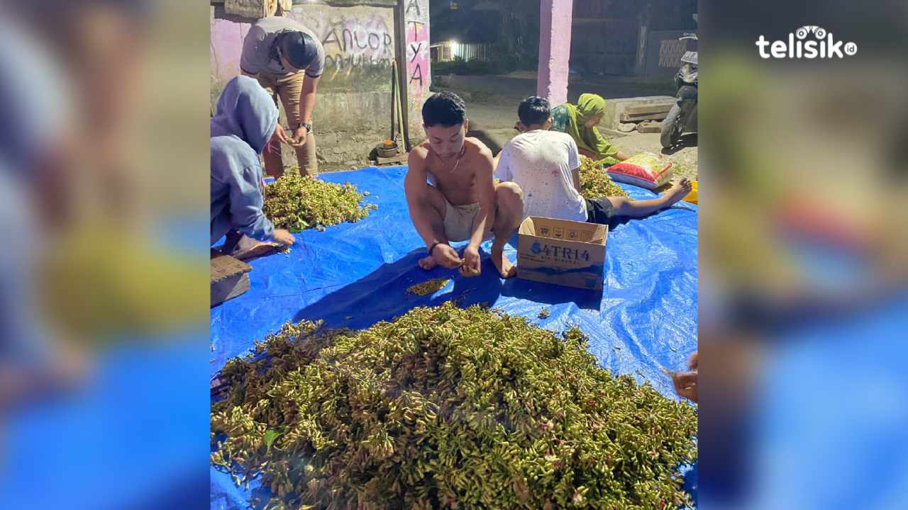 Harga Cengkeh Anjlok, Petani di Kolaka Enggan Jual Hasil Panen Tahun Ini