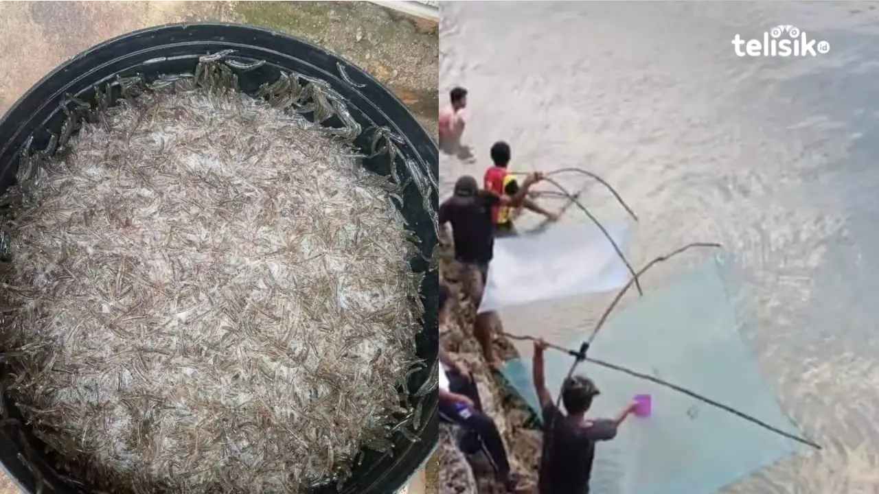 Intip Cara Orang Buton Tangkap Ikan Antamo hingga Raup Omzet Jutaan Rupiah