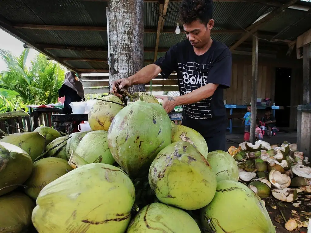 Lima Kelompok Orang Tak Dianjurkan Minum Air Kelapa