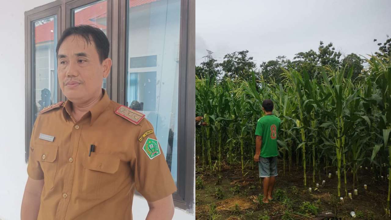 Pemkab Konawe Fokus Peningkatan Produksi Jagung di Enam Kecamatan