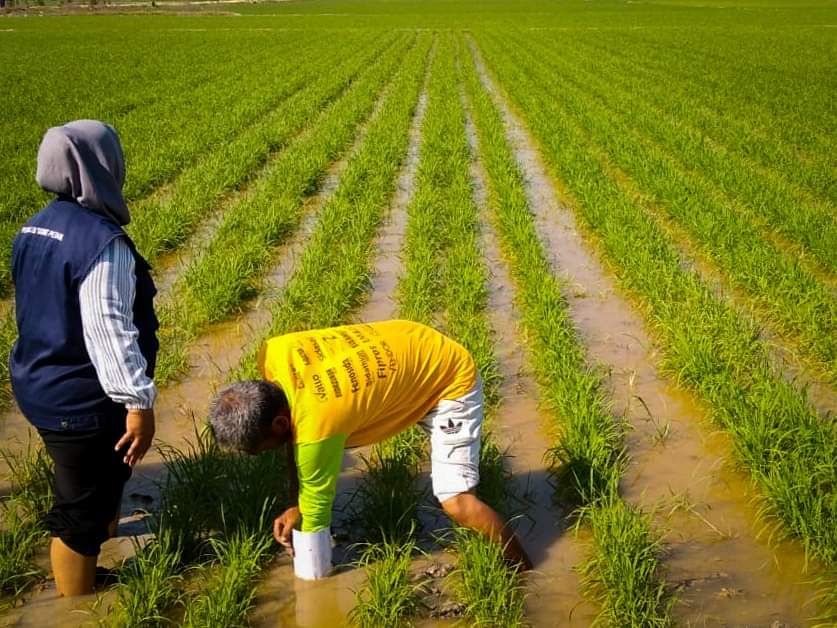 Tongauna Kontributor Terbesar Luas Tambah Tanam di Kabupaten Konawe