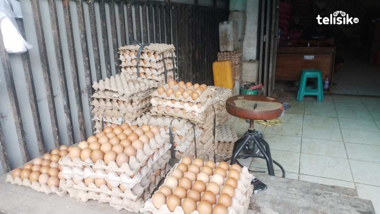 Harga Telur di Kendari Melonjak Naik hingga Rp 10 Ribu