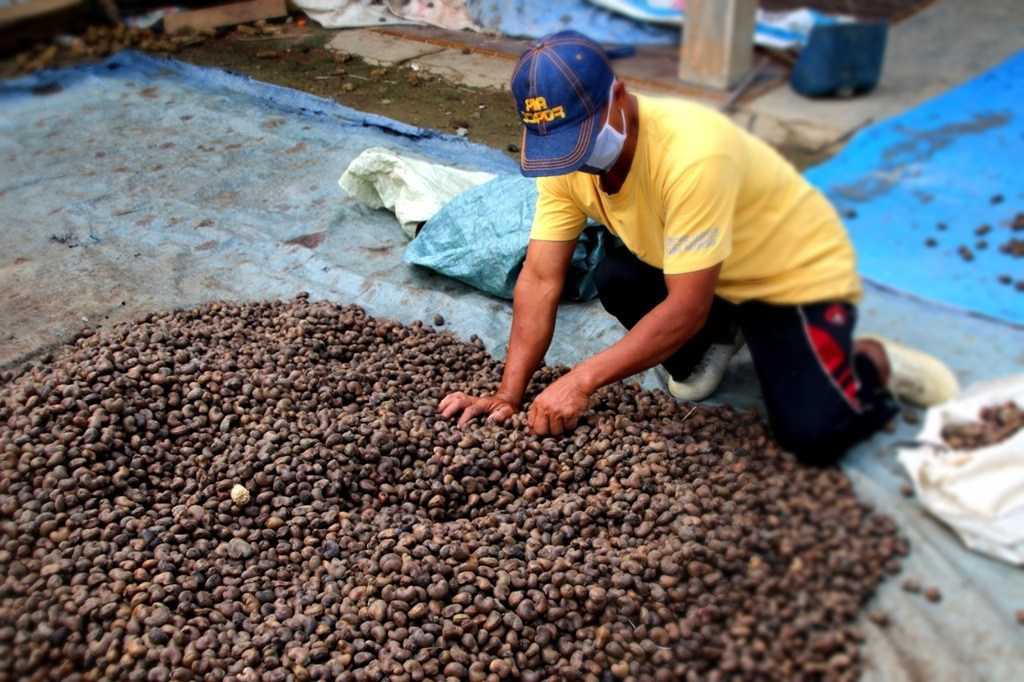 Kacang Mete Buton Tengah: Lebih dari Sekadar Camilan