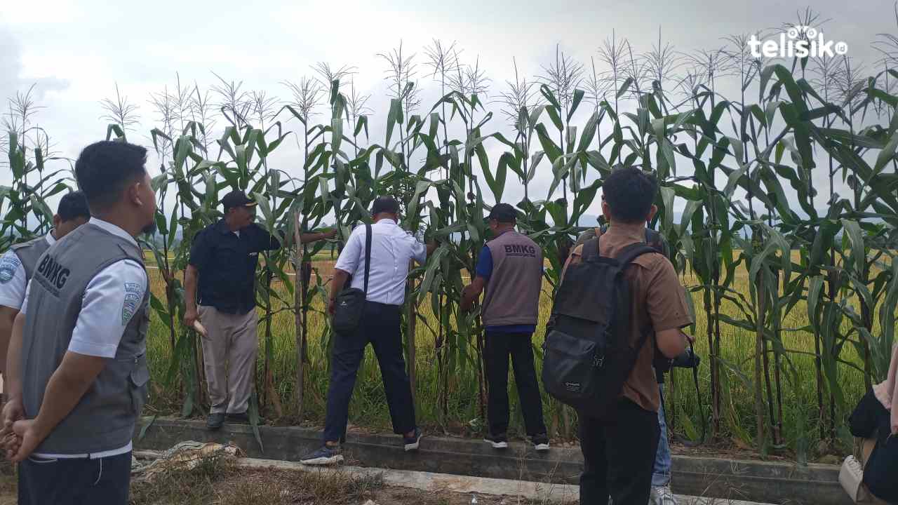 Petani Kendari Makin Cerdas Iklim, Hasil Panen Meroket