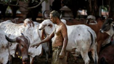 3 Ritual Unik Pembawa Berkah di India, Mandi Kotoran Sapi hingga Menusuk Diri