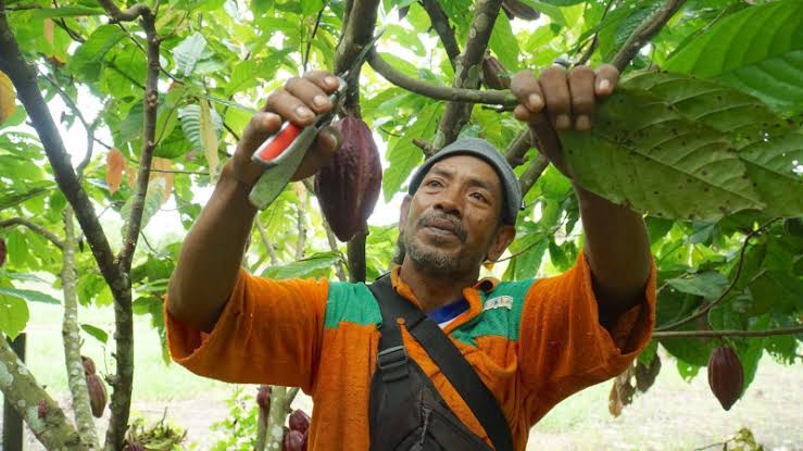 Penurunan NTP di Sultra: Lima Komoditas Dominan Pengaruhi Indeks Harga Petani