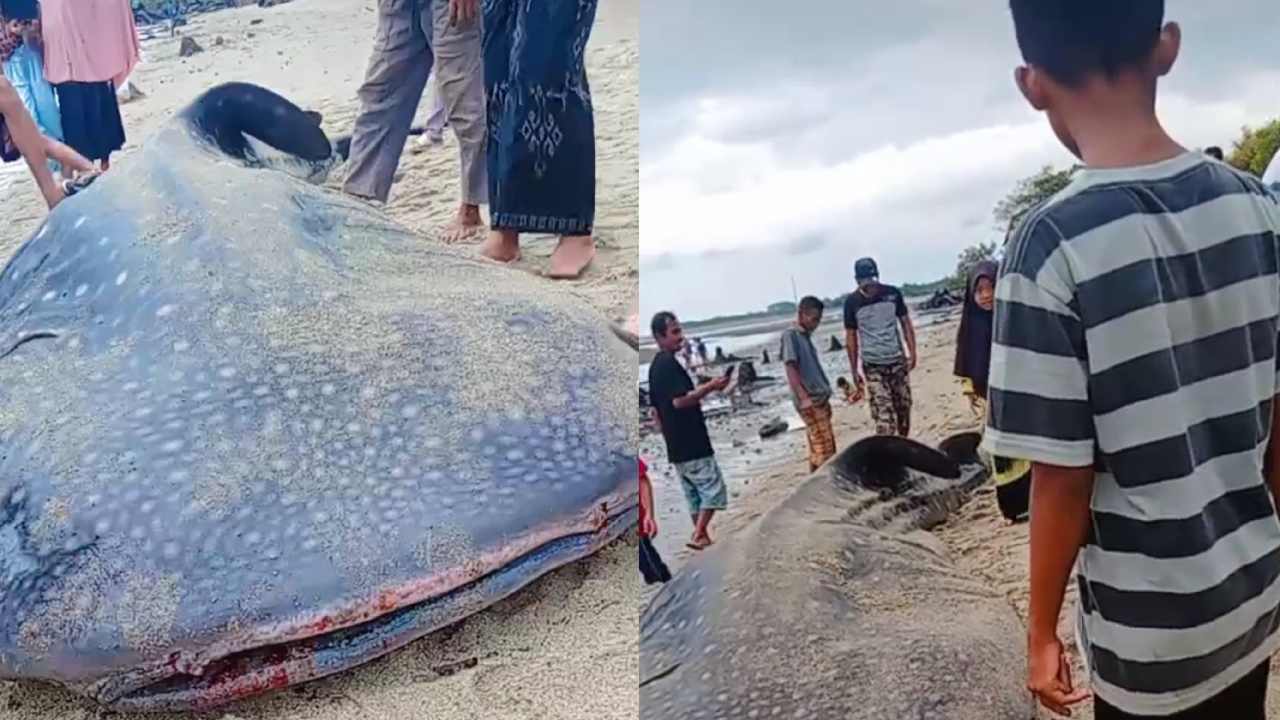Ikan Hiu Tutul Terdampar di Pantai Pakue Kolaka Utara