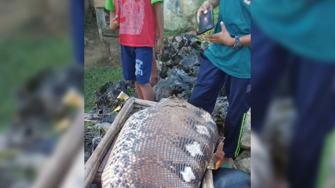Ular Piton 8 Meter Memangsa Seekor Sapi di Muna Barat
