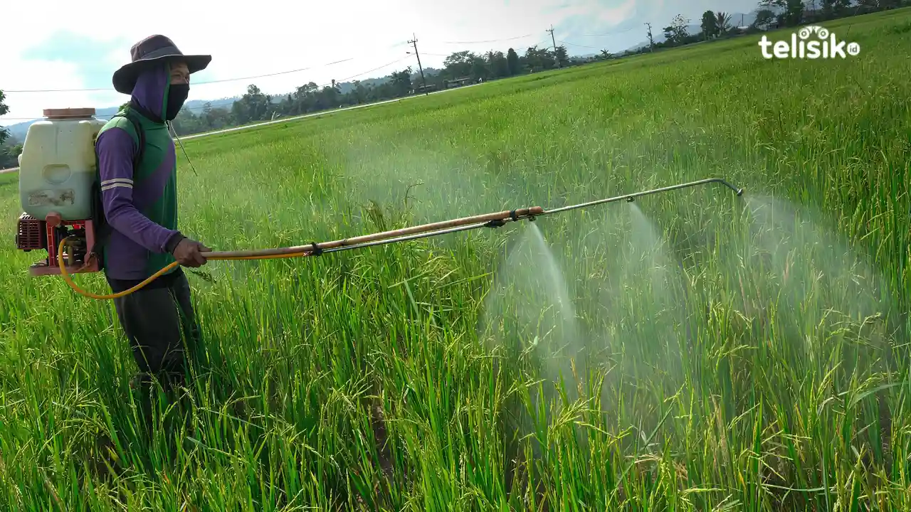 Harga Gabah dan Jagung di Sultra Masih di Bawah Standar