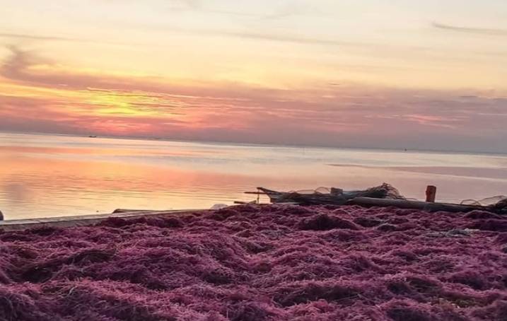 Pantai Karang Purirano: Pesona Batu Karang dan Kejernihan Laut di Kendari yang Mirip Danau Linting