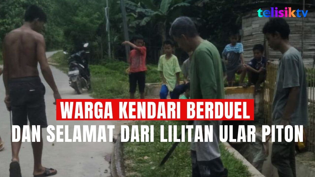 TELISIKTV: Warga Kendari Berduel dan Selamat dari Lilitan Ular Piton