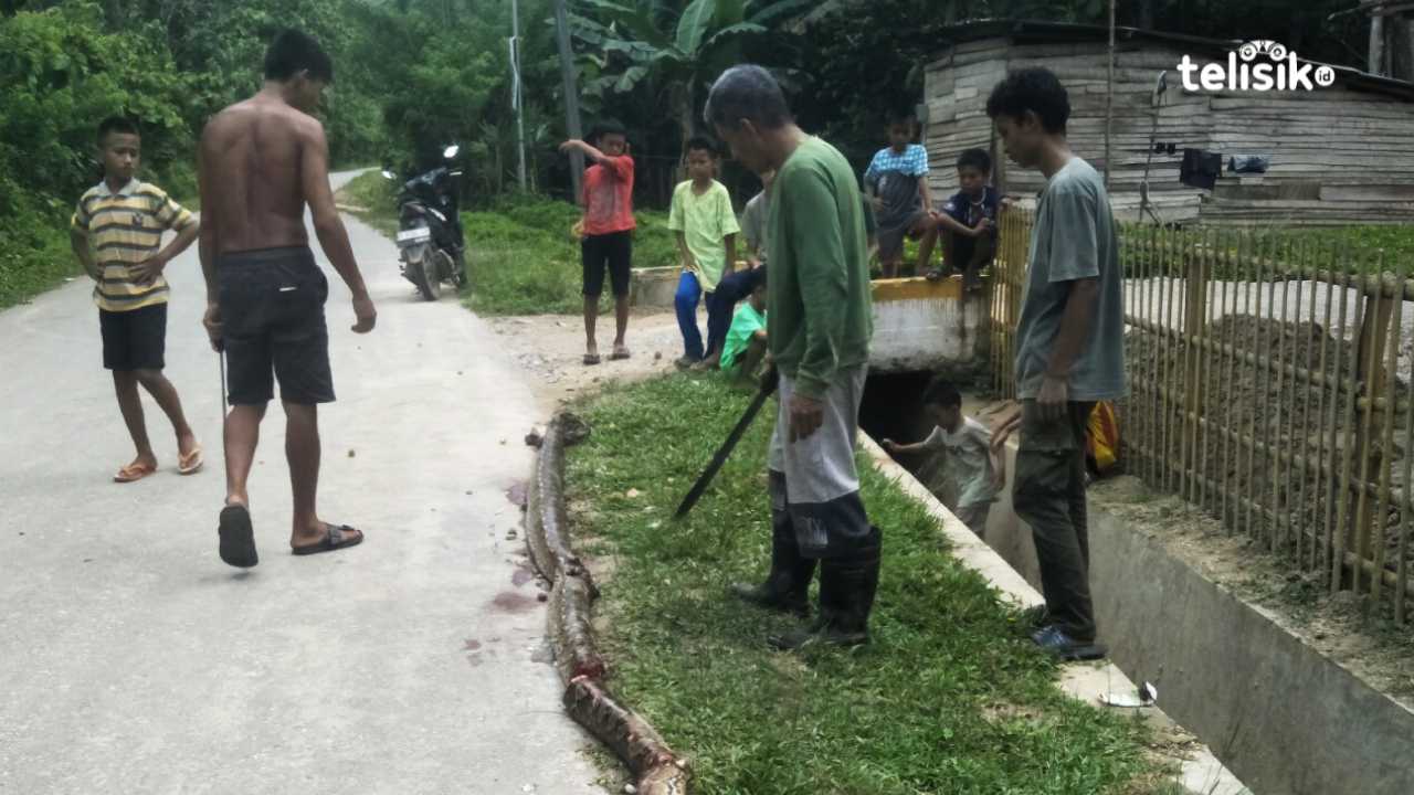 Warga Kendari Berduel dan Selamat dari Lilitan Ular Piton