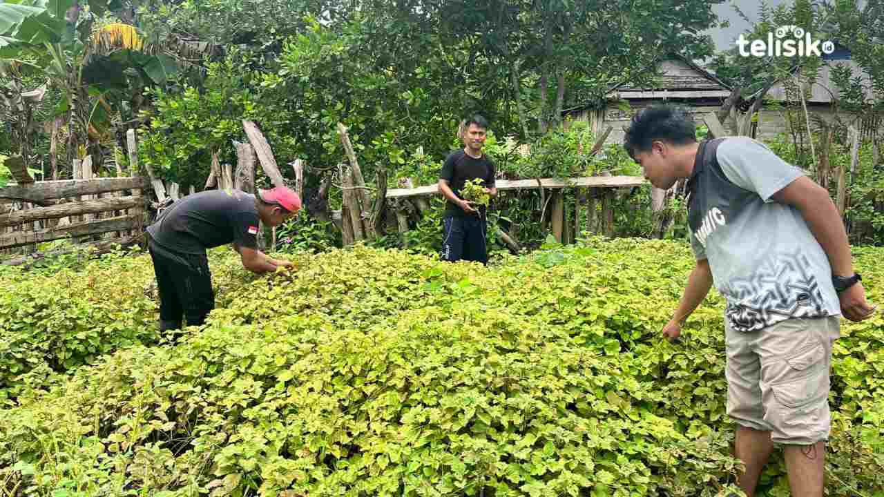 Warga Muna Barat Panen Cuan Bisnis Nilam yang Menggiurkan