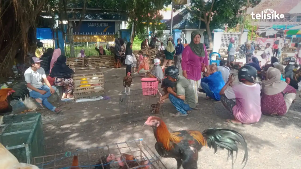Harga Ayam Kampung di Wakatobi Melonjak Jelang Ramadan
