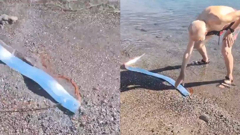 Heboh Ikan 'Kiamat' Oarfish Muncul ke Permukaan Tanda Malapetaka, Begini Penjelasannya