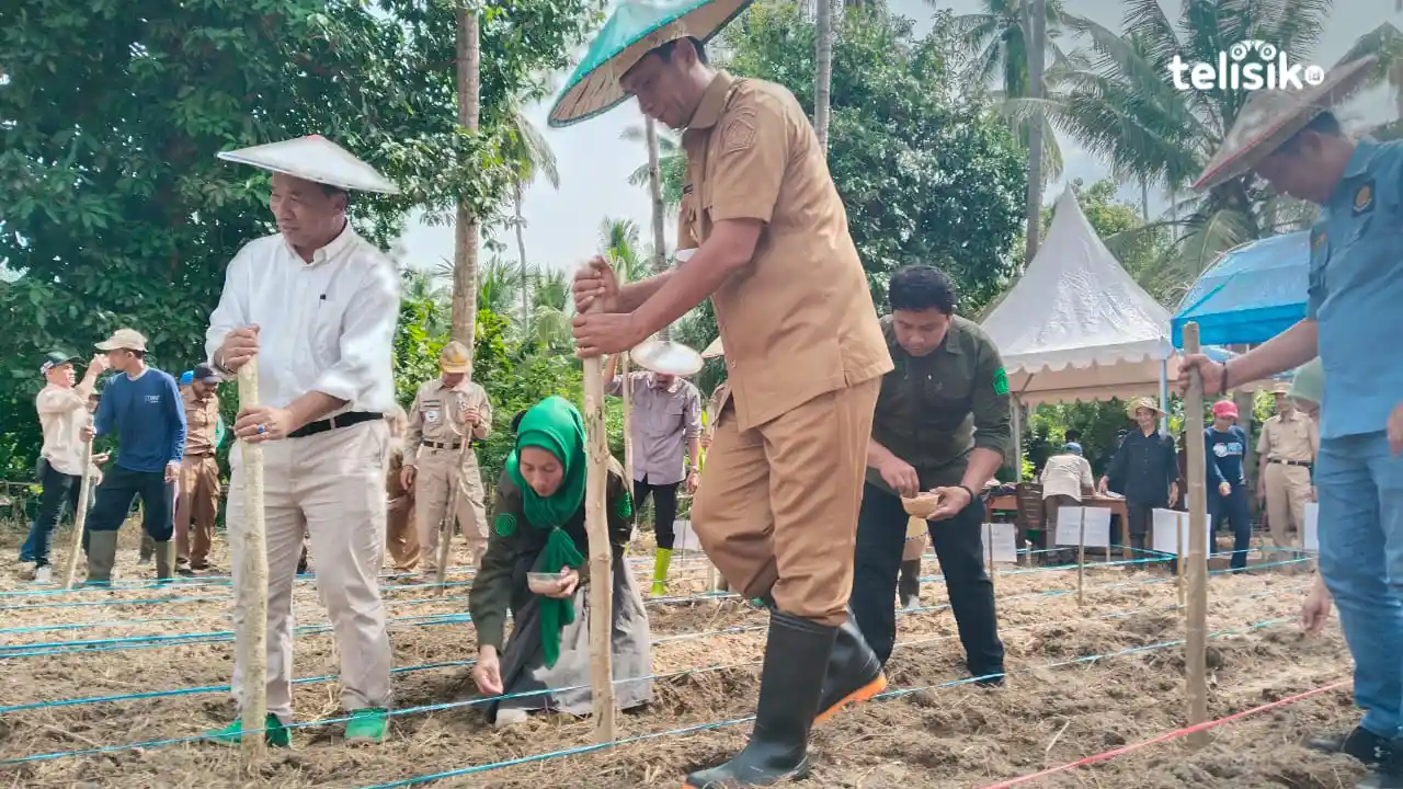 Kolaka Utara Andalkan Padi Gogo untuk Lahan Kering