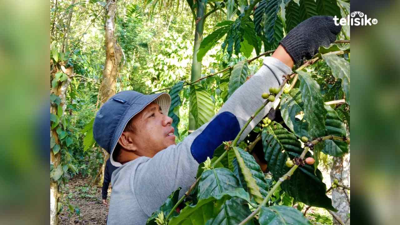 Petani Kopi Desa Hendea Berharap Pemkab Buton Selatan Fasilitasi Pemasaran