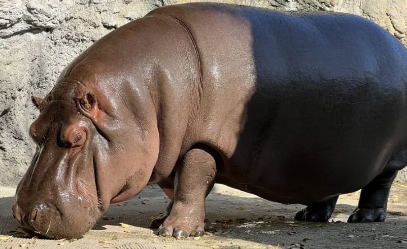 Unik: 7 Tahun Dikira Jantan, Kuda Nil di Jepang Berubah jadi Betina