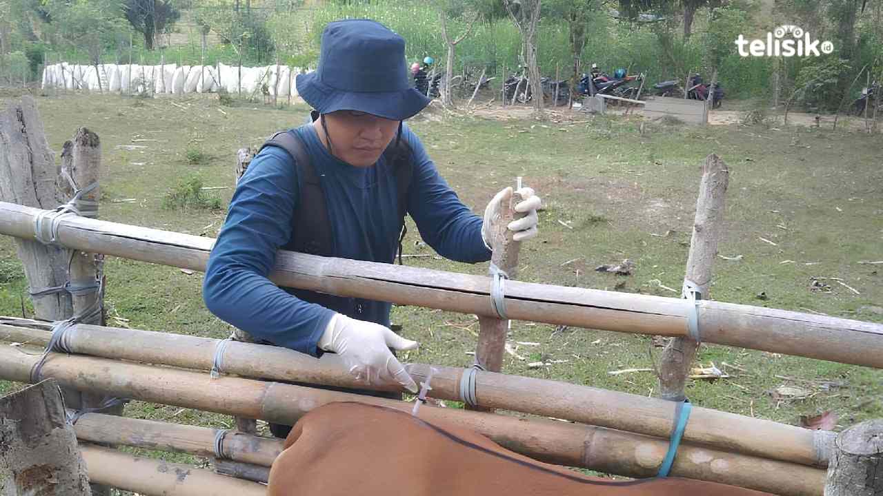Vaksinasi Sapi di Sultra Tertunda, Tunggu Persetujuan Pemerintah