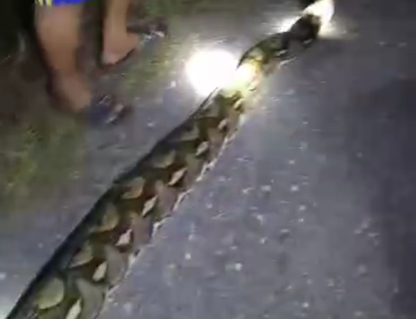 Warga Wabula Buton Geger, Ular Piton 6 Meter Muncul di Jalan