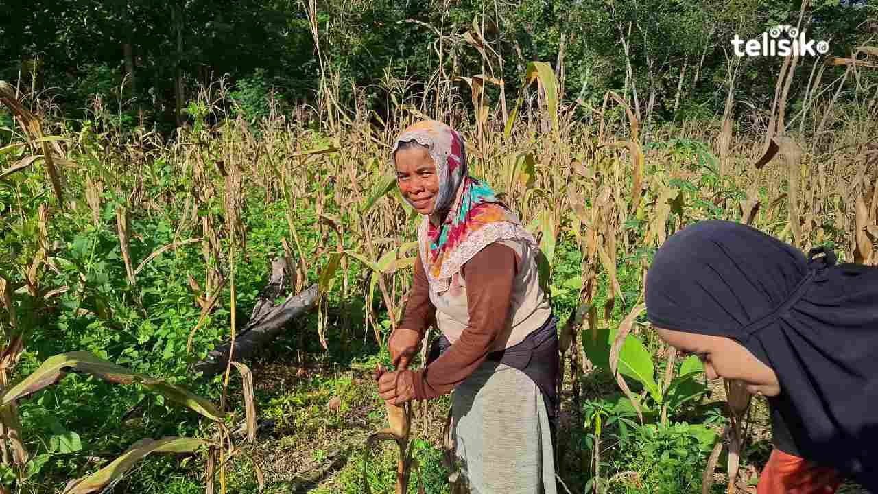 Harga Kembali Stabil, Petani Desa Lapodidi Muna Keluhkan Jagung Kuning Membusuk