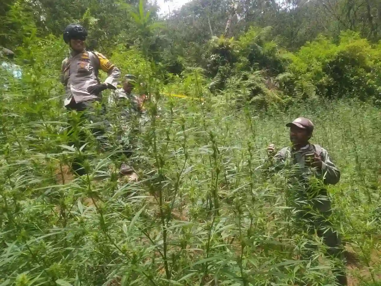 Heboh Larangan Drone Terbang di Gunung Bromo Berkaitan dengan Ladang Ganja, Begini Penjelasannya