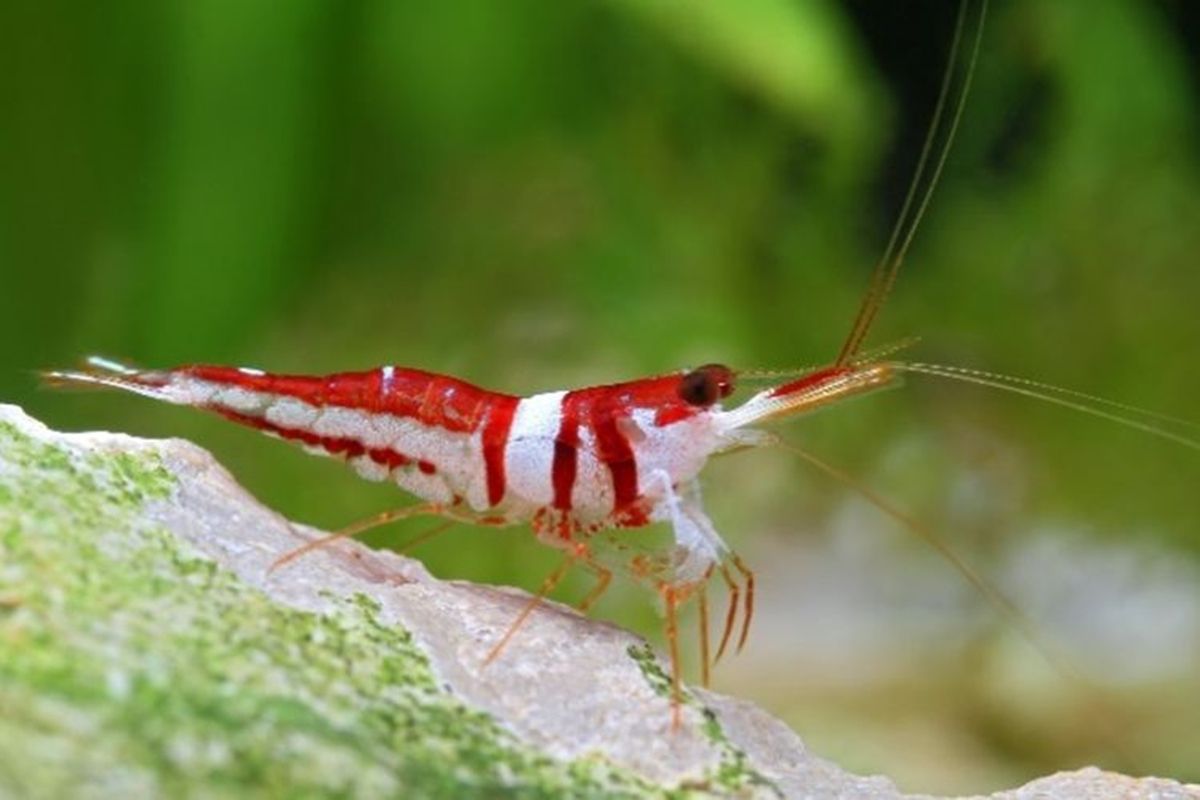 Jantung di Kepala dan Makhluk Hidup Tertua di Bumi, 5 Fakta Unik Udang yang Banyak Tak Diketahui