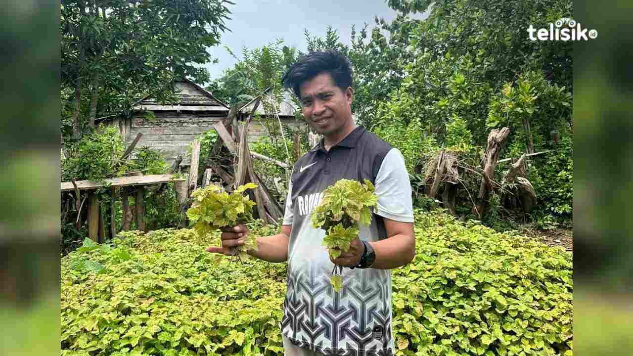 Petani Muna Barat Keluhkan Harga Minyak Nilam Turun Drastis