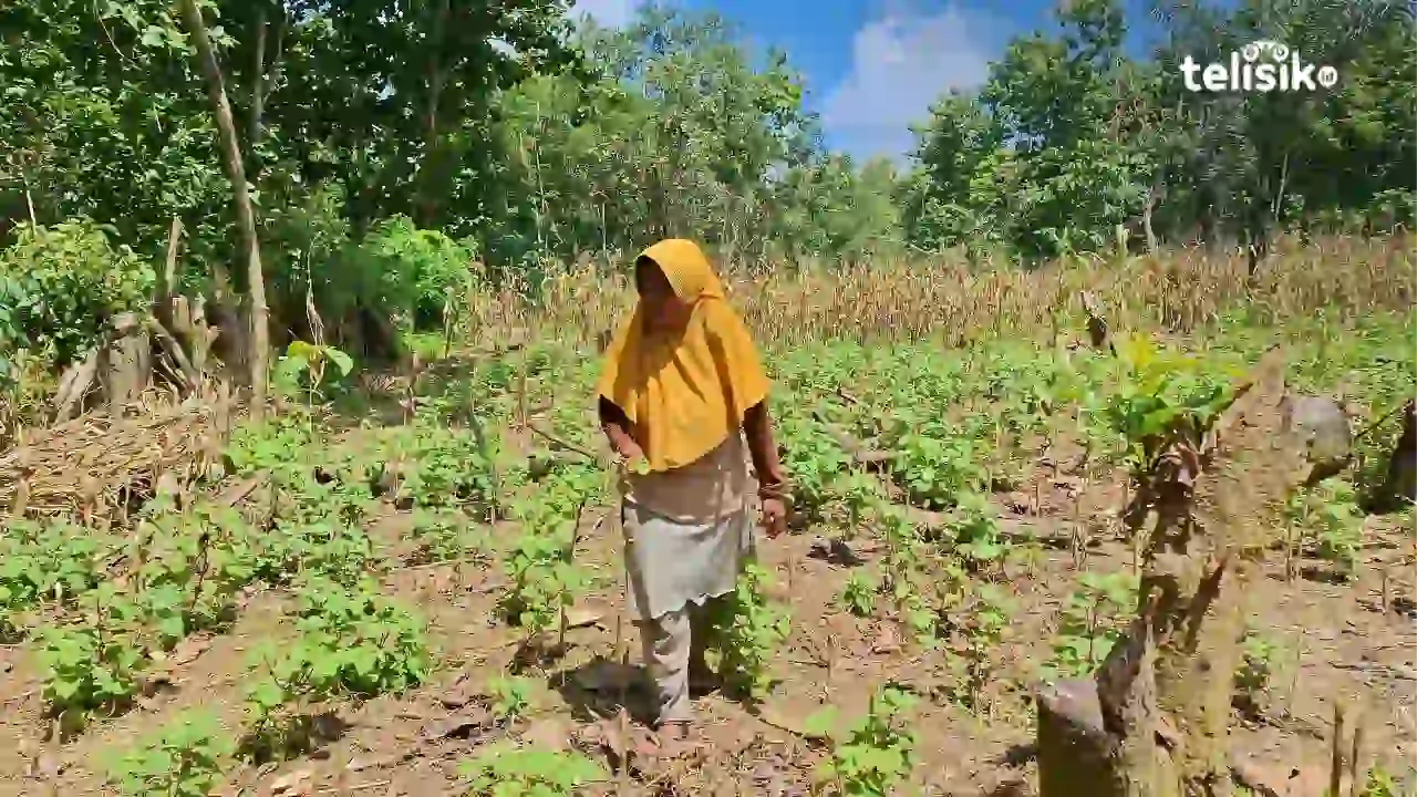 Petani Nilam Desa Lapodidi Muna Keluhkan Hama Kaki Gajah dan Harga Minyak Turun