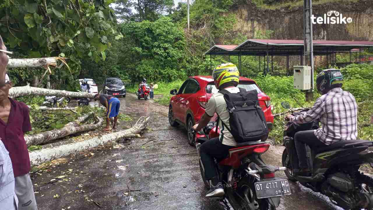 Pohon Tumbang di Jalan Poros Buton Selatan Hambat Arus Lalu Lintas
