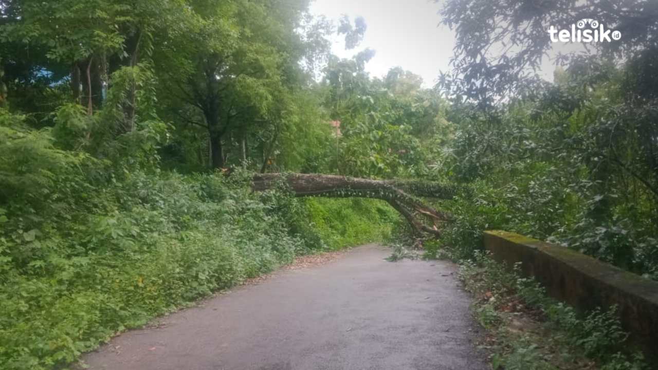 Akses Utama Dua Desa di Wakatobi Tertutup Pohon Tumbang