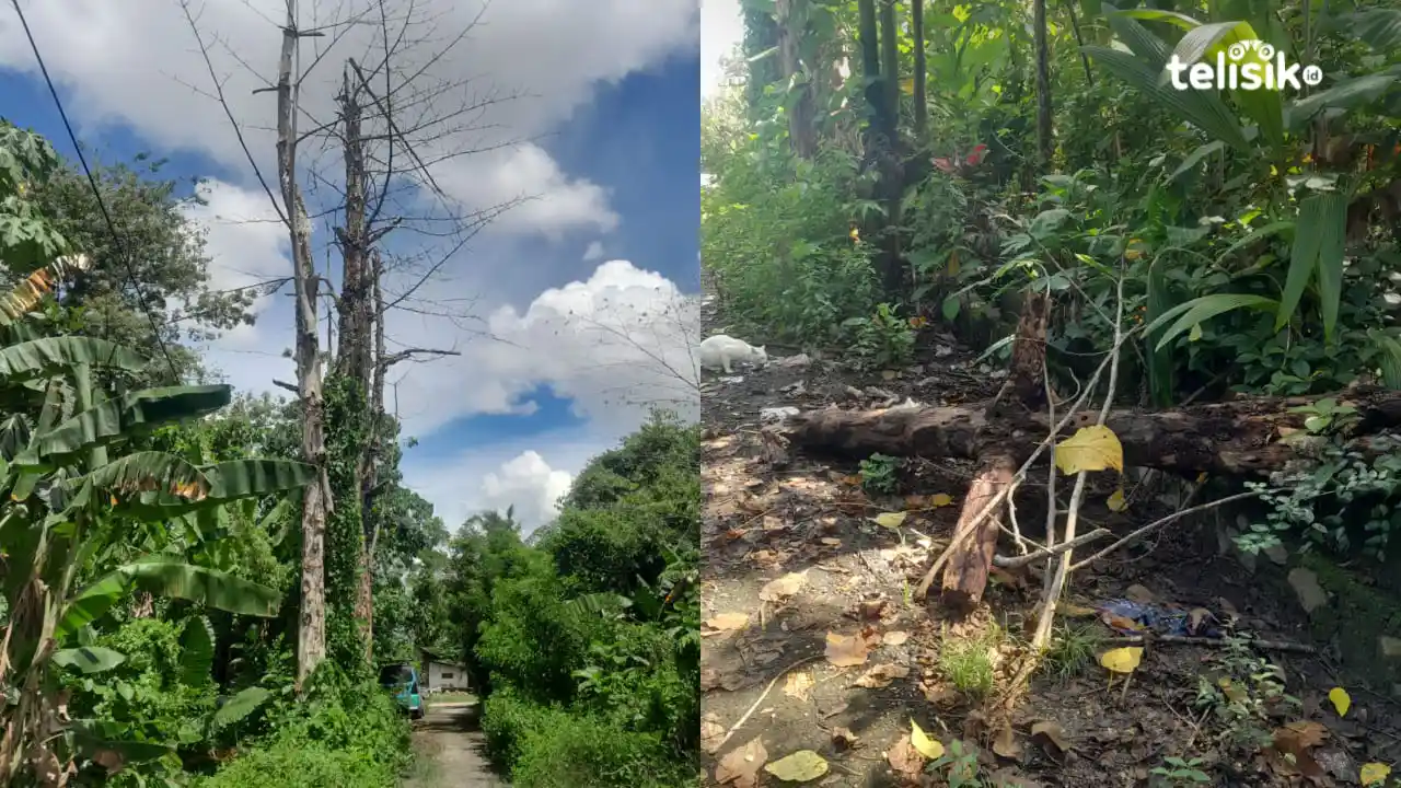 Dianggap Berbahaya Bagi Pengguna Jalan, Warga Desak DLHK Kendari Segera Tebang Dua Pohon di Padaleu