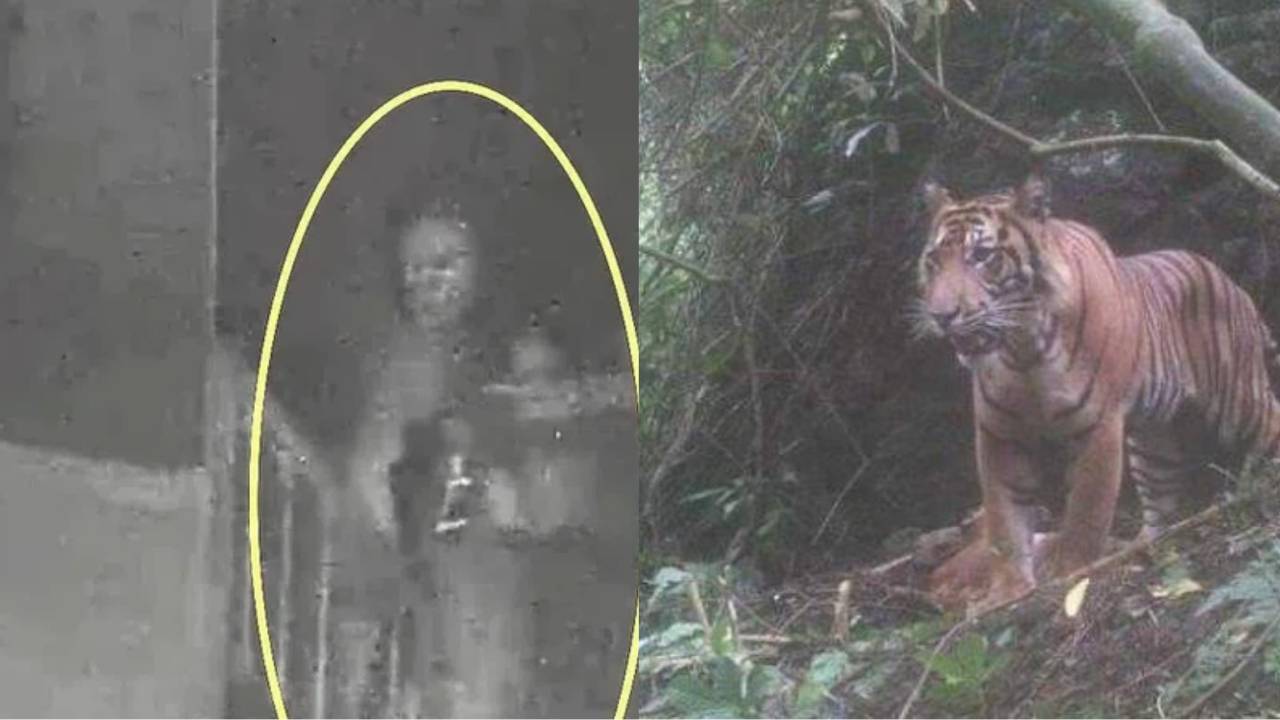 Mistik: Cerita Seram Pekerja Proyek Jembatan Desa Ditemani Siluman Harimau