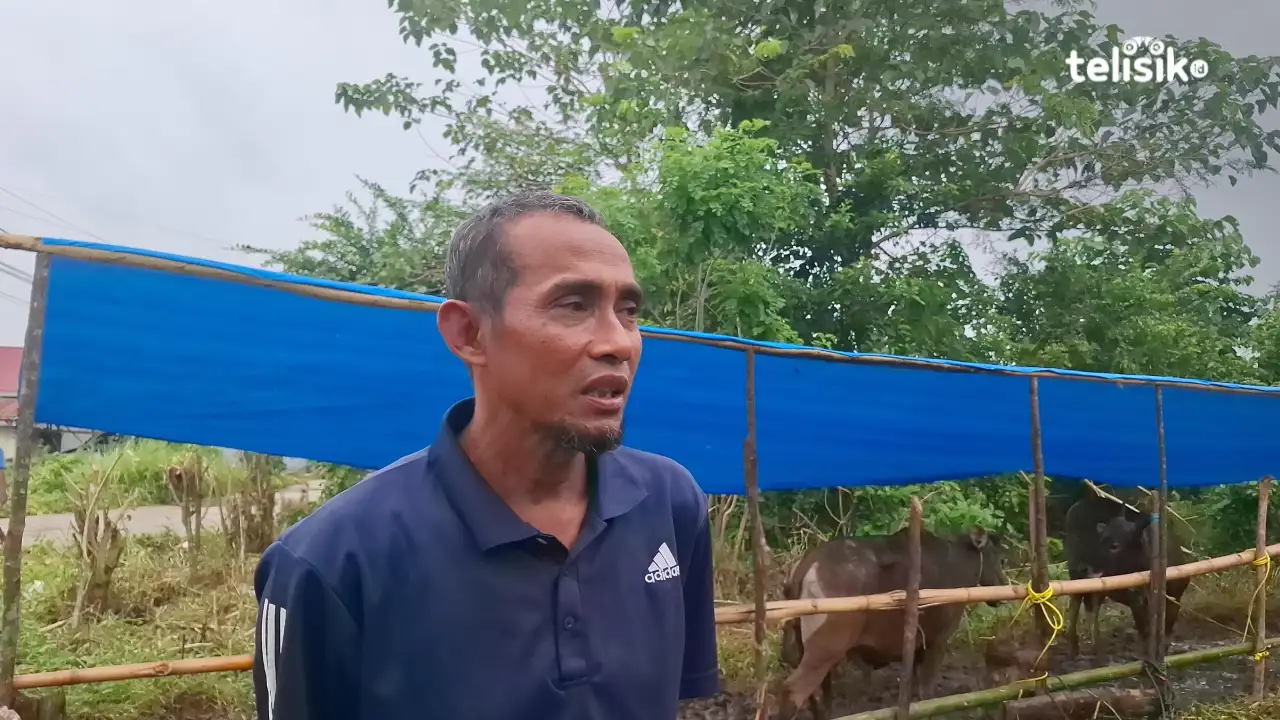 7.600 Ekor Hewan Kurban Disiapkan Hari Raya Idul Adha di Sultra, Terbanyak Populasi Daerah Ini