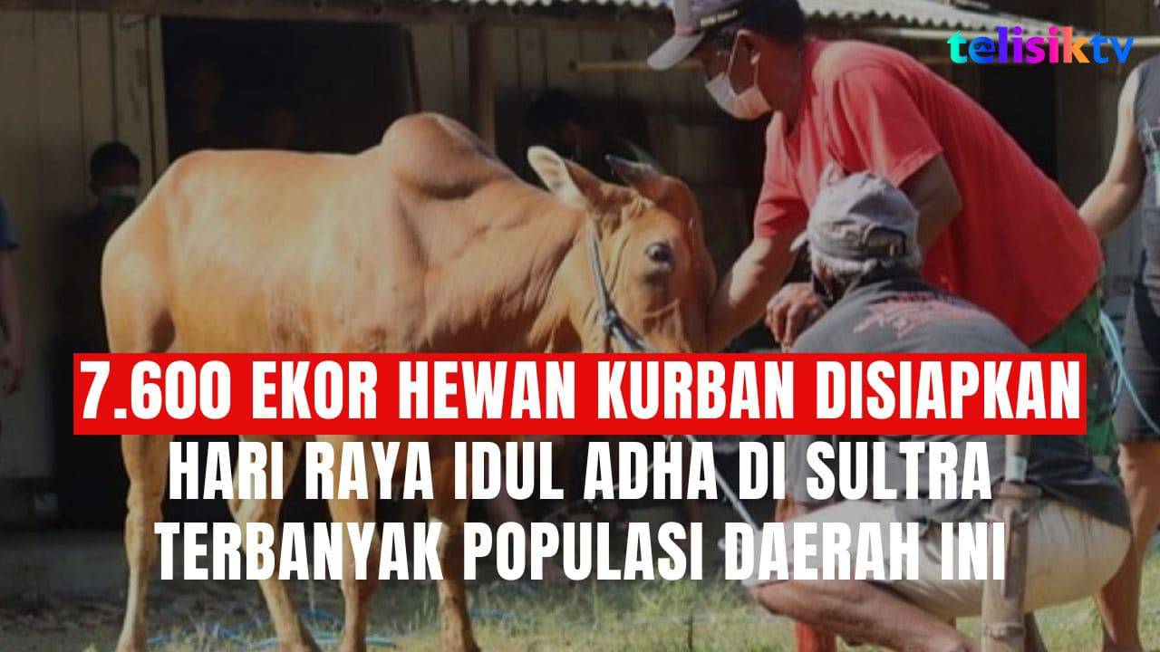TELISIKTV: 7.600 Ekor Hewan Kurban Disiapkan Hari Raya Idul Adha di Sultra, Terbanyak Populasi Daerah Ini