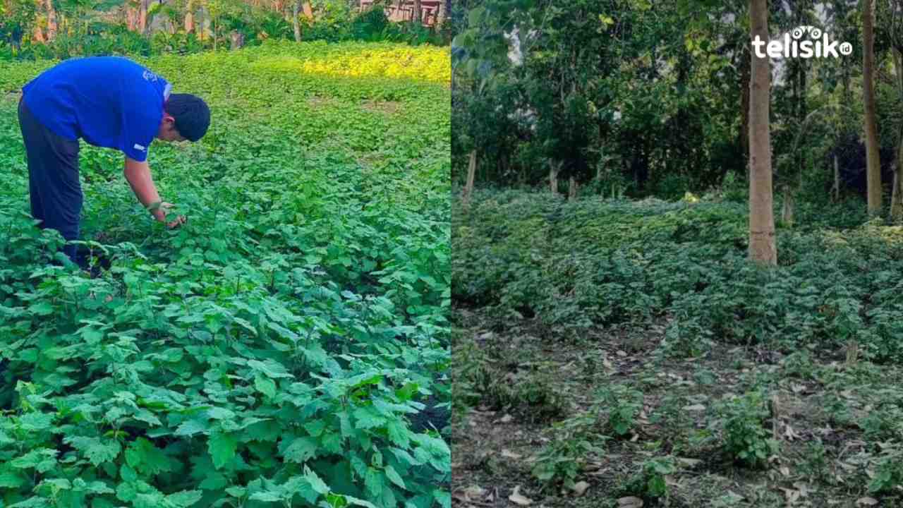 Nestapa Petani Nilam Konawe, Harga Terjun Bebas dari Rp 2,5 Juta ke Angka Ratusan Ribu