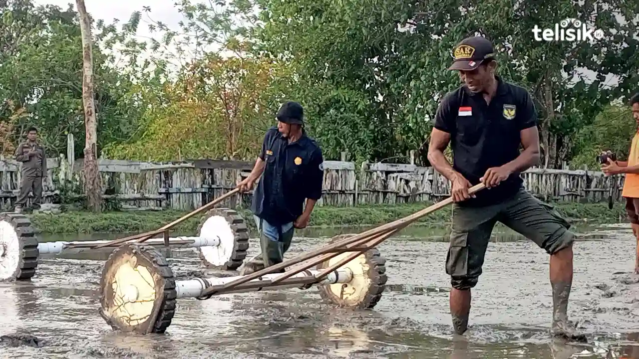 Target 7 Ton Sekali Panen, Metode Tanam Tabela Benih Gabah Beras Diterapkan Buton Selatan