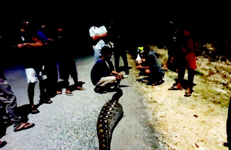 Teror Piton Raksasa Kembali Hantui Warga Buton, Kambing jadi Santapan