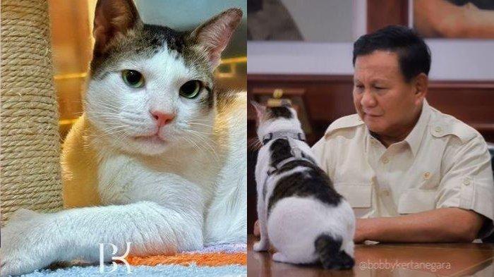 Viral Baju Kucing Sultan Prabowo Bobby Kertanegara Laku Rp 12 Juta, Ini Sosok Pembelinya