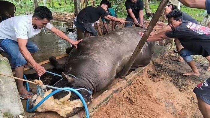Viral Sapi Kurban Prabowo 1,1 Ton Mati Diracun, Begini Penjelasannya