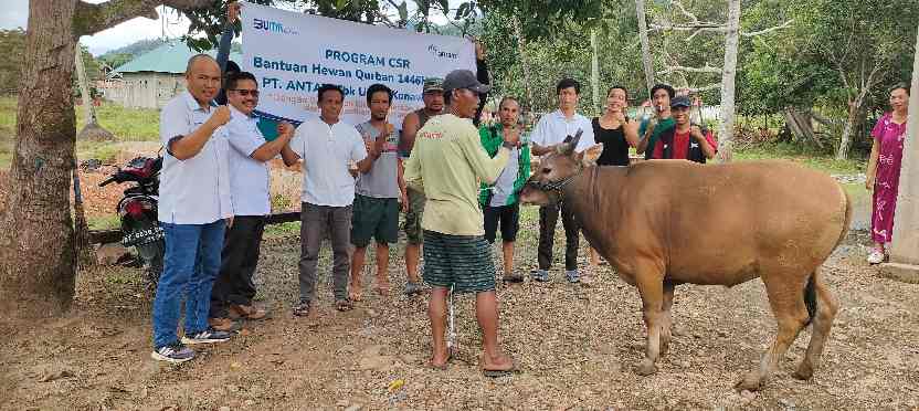 ANTAM UBPN Konawe Utara Salurkan 25 Ekor Sapi Kurban ke Masyarakat