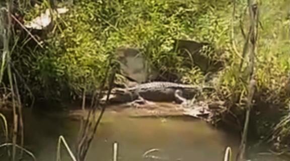 Buaya Dikira Batang Kayu Gegerkan Warga Lakalamba Muna Barat