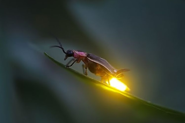 Kunang-Kunang di Ambang Kepunahan, Ini Penjelasannya