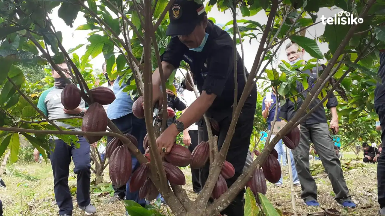 Pemkab Kolaka Utara Bakal Revitalisasi 250 Hektare Lahan Kakao Tahun Ini