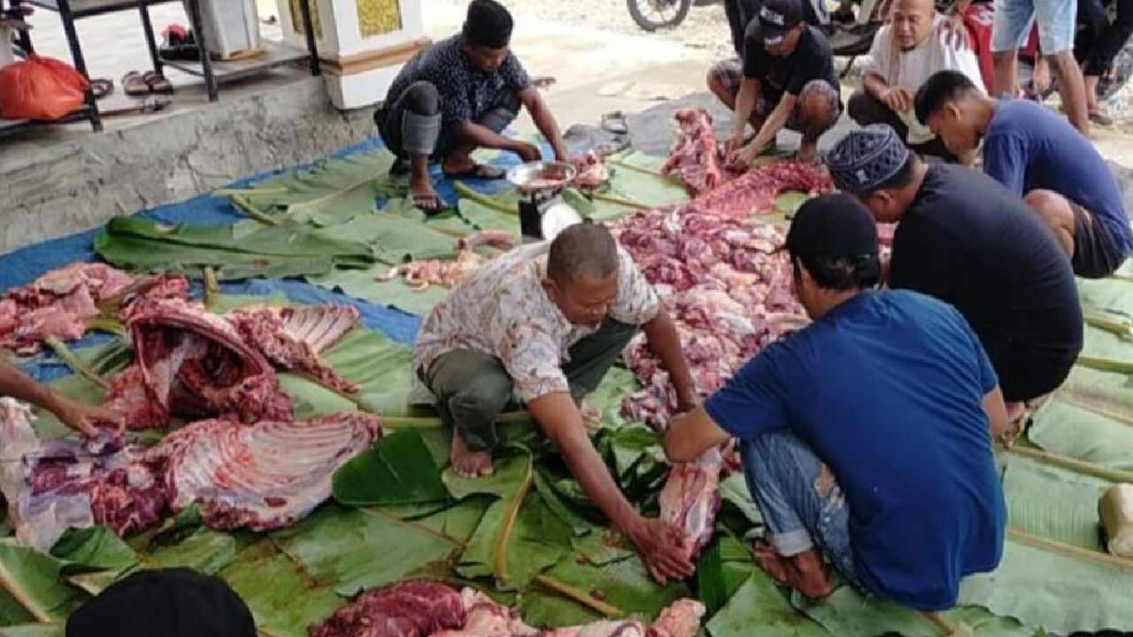 Peternak Pasok Sapi Luar Daerah, Siasati Stok Hewan Kurban di Kolaka Utara Kurang