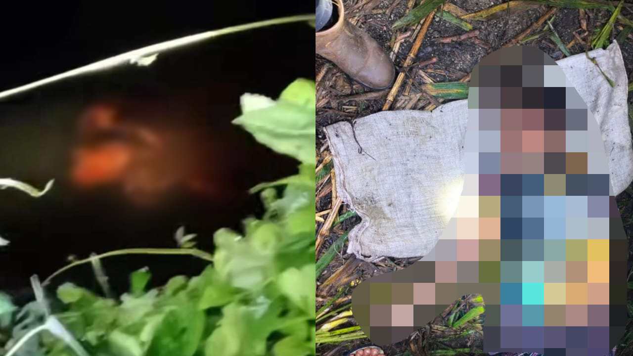 Remaja Asal Muna Tewas Diseret Buaya Sejauh 50 Meter di Buton Tengah, Saksi Sempat Bergulat dengan Reptil Berdarah Dingin