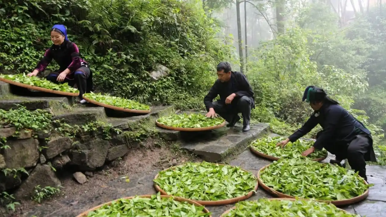 10 Teh Termahal Dunia dan Pohonnya Hanya Tumbuh di Tempat Ini, Harga Tembus Rp 19 Miliar