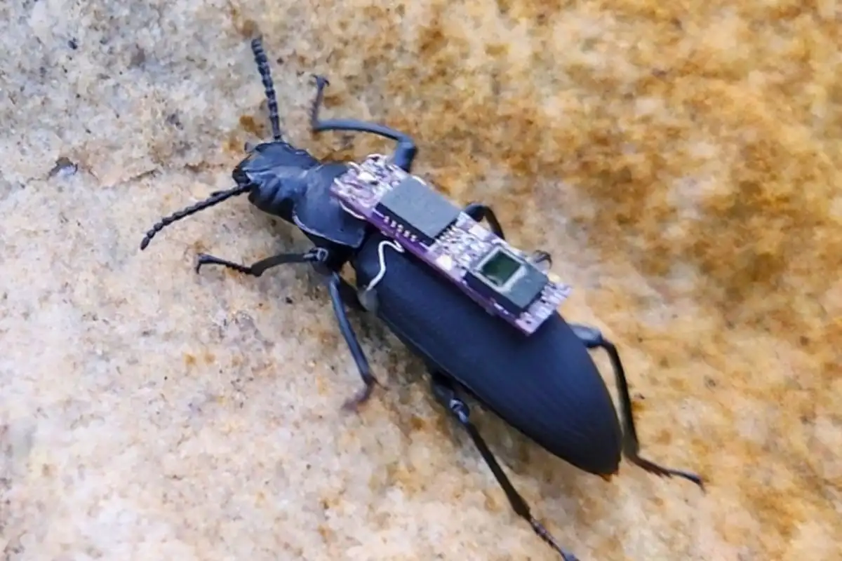 Kumbang Cyborg: Inovasi Masa Depan untuk Misi Penyelamatan